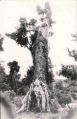 Acidente Varig do vôo 280 2.jpg